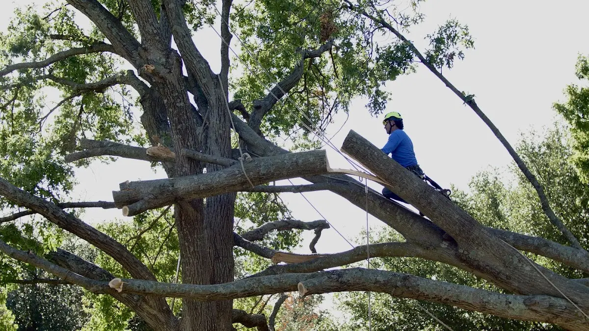 Professional Crown Thinning performed by certified arborists in Mc Carley